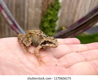 Common Frog (UK) In Hand