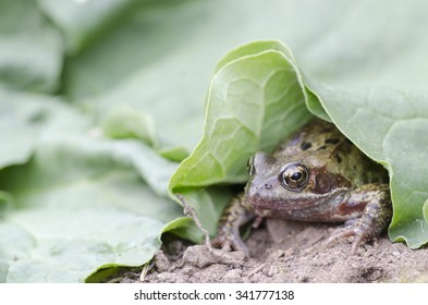 Common Frog In Veg Patch