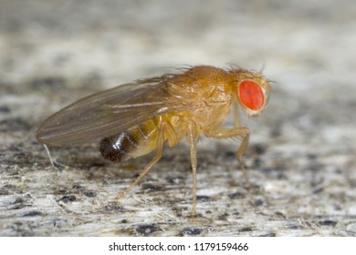 402 Vinegar fly Images, Stock Photos & Vectors | Shutterstock