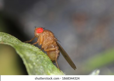 common fruit fly or vinegar fly Drosophila melanogaster is a species of fly in the family Drosophilidae. It is pest of fruits and food made from fruit