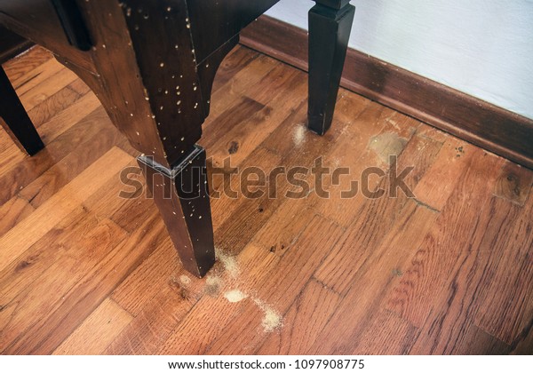 Common Furniture Beetle Damage Bedside Table Stock Photo Edit Now
