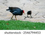 A Common Gallinule and its chick in Dominican Republic