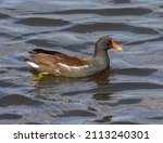 Common gallinule floating on the water