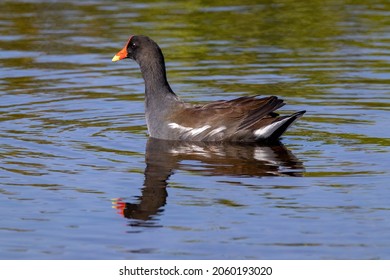 Common Gallinule Floating On The Water In A Salt March