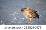 Common gallinule, Gallinula galeata moorhen waddle over frozen and snow covered pond in winter, birds 