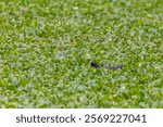 Common Gallinule (Gallinula galeata) swimming in a lagoon full of vegetation.