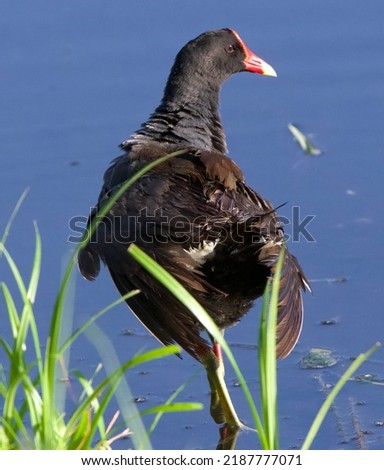 Similar – Image, Stock Photo Mother and Baby Muscovy ducklings Cairina moschata