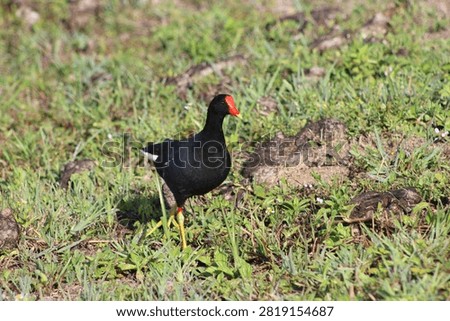 a Common Gallinule standing on a patch of grassy ground