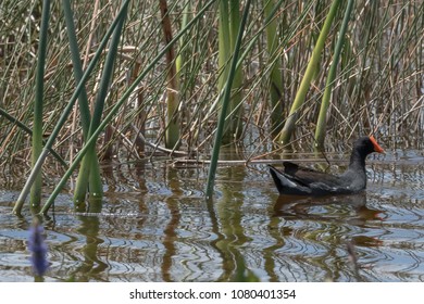Common Gallinule Swimming in a Florida Marsh - Shutterstock ID 1080401354