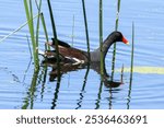 A common gallinule swimming in a lagoon with a reflection.