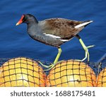 Common gallinule walking the netted orange bouys. Gallinula galeata.