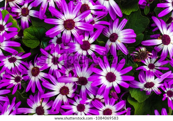 Common Garden Flowers Showing Vivid Vibrant Stock Photo