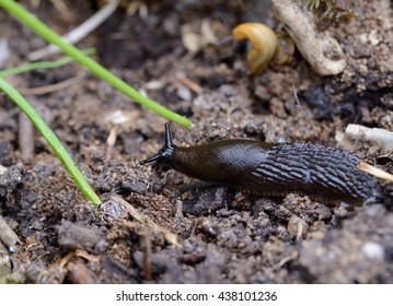 Common Garden Slug