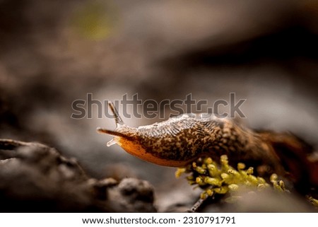 Common garden slug climbing over flowers, macro photo closeup of snail