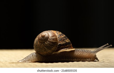 Common Garden Snail After A Rain Storm