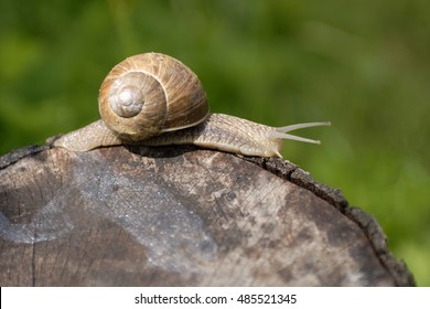 A Common Garden Snail Climbing On A Stump