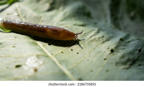 A Common Garden Snail Crawling On Green Leaves.