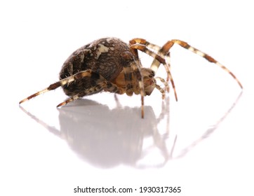 Common Garden Spider Isolated On A White Background In A Studio