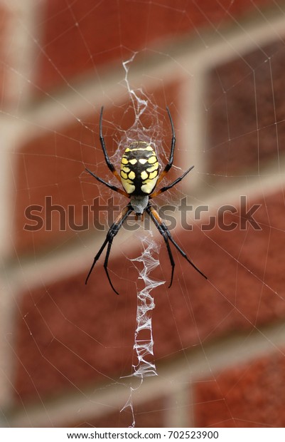 Common Garden Spider Sitting Her Web Stock Photo Edit Now 702523900