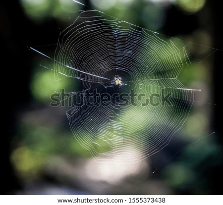 Similar – Foto Bild Einzelgänger Umwelt Natur