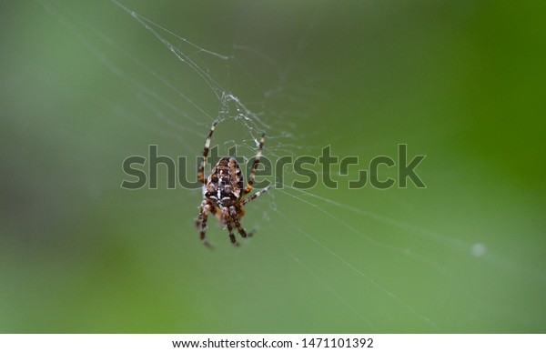 Common Garden Spider Spins Web Stock Photo Edit Now 1471101392