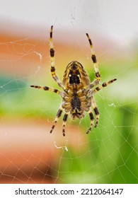 Common Garden Spider In UK