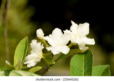 Common Gardenia Or Cape Jasmine