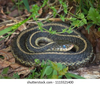 Common Garter Snake Coiled Preparing Shed Stock Photo 1115521400 ...