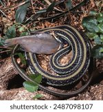 common garter snake Devouring a fish