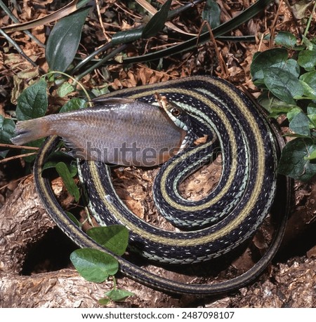 common garter snake Devouring a fish