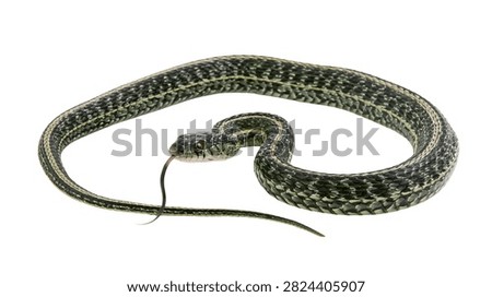 Common garter snake with patterned scales and flicking tongue
