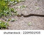 A common garter snake slithering along a hiking path in Ontario.