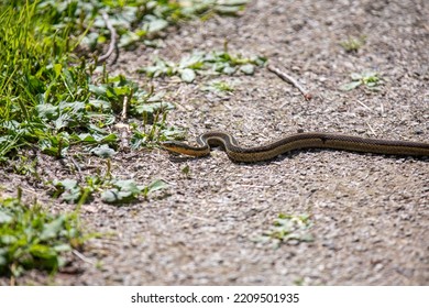 A common garter snake slithering along a hiking path in Ontario.