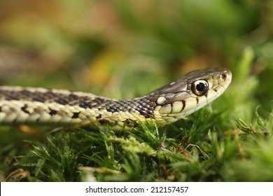 Garden Snake Images Stock Photos Vectors Shutterstock