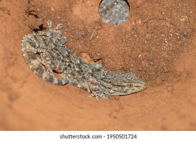 Common Gecko Hiding In The Pots