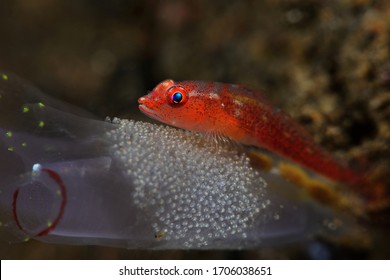 Common ghostgoby (Pleurosicya mossambica) with eggs. The fish guards its laying of caviar.