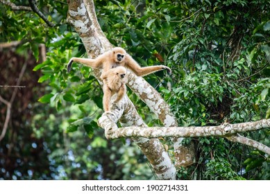 Common gibbon, White-handed gibbon had a child perched on the chest, it was perched on a branch at Khao Yai National Park. - Shutterstock ID 1902714331