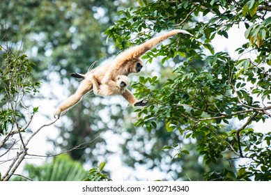 Common gibbon, White-handed gibbon had a child perched on the chest, it was perched on a branch at Khao Yai National Park. - Shutterstock ID 1902714340
