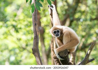 Common gibbon, White-handed gibbon on trees - Shutterstock ID 2053926347