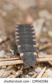 Common Glow-worm, Lampyris Noctiluca