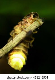 Common Glow-Worm in natural environment.