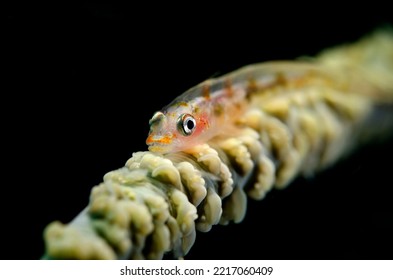 Common Goby Fish On Whip Coral