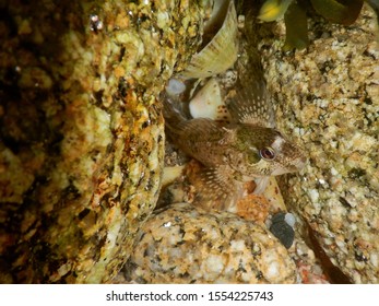 Common Goby, Pomatoschistus Microps. Taken Isles Of Scilly, England.