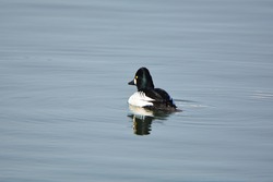 Common Golden Eye Duck On Lake