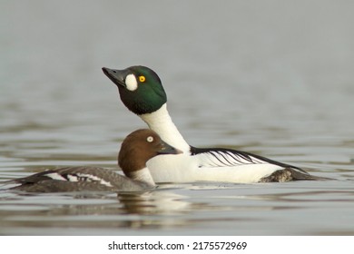 The Common Goldeneye (Bucephala Clangula)