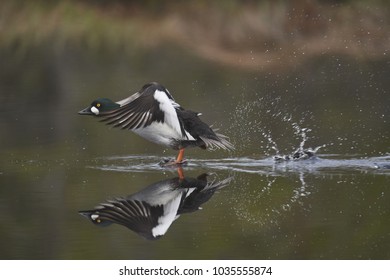 Common Goldeneye Duck