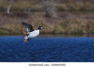 Common Goldeneye Duck