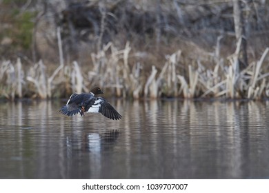 Common Goldeneye Duck