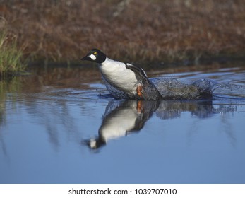 Common Goldeneye Duck