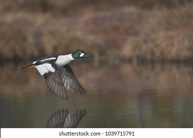 Common Goldeneye Duck